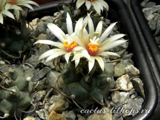 Turbinicarpus klinkerianus SB 275 (семена)