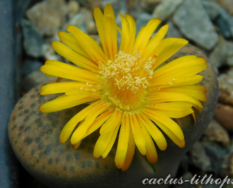 Lithops fulviceps C266 (MG) - 10 семян