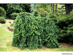 Ель Фробург - Фото 2 - красовский-сад.рф