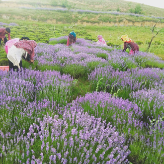 Лаванда горная (Lavandula angustifolia), Кашмир (10 мл) - 100% натуральное эфирное масло