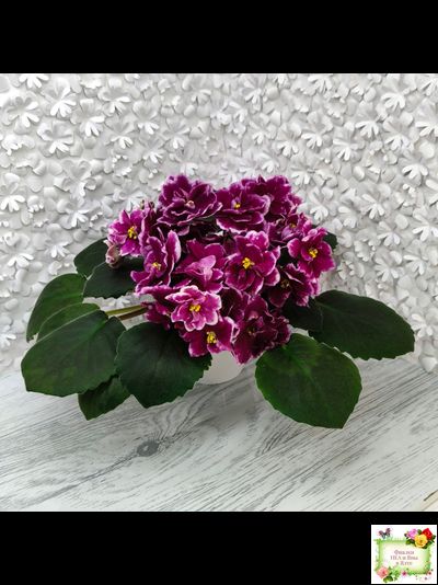 АВ-Последняя Любовь Самурая (Фиалковод) 2021 г. (лист посажен 19.01.26)