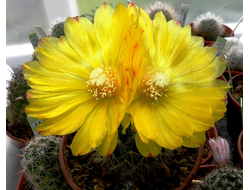 Parodia aureispina (microsperma) - 5 семян