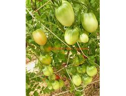 Томат Косентино сел Клауди (Cosentino sel Claudia), Италия