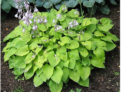 Хоста Honeybells, C2