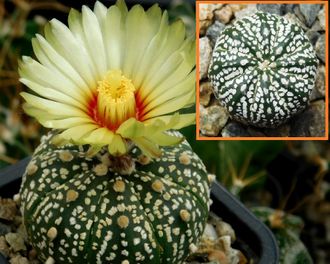 Astrophytum asterias hybr. Х Astrophytum KuMax CZ - 5 семян