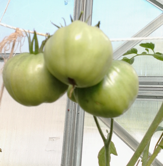 Семена томата Сладкий Свишера