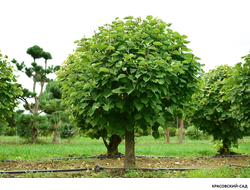 Топиар Липа мелколистная в форме шара