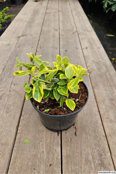 Бересклет Конадейл Голд - Canadale Gold