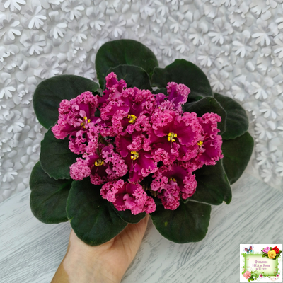 ЛФ-Дарья (Л.Федосеева) 2017 г. (пасынок укоренённый)