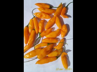 Перец острый Aji Limo (Lemon Drop)