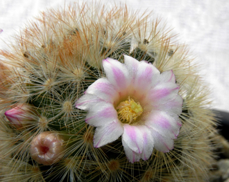 Mammillaria carmenae L1363 - 10 семян