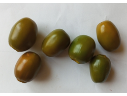 Перец острый Rocoto Mini Olive (Мини олива Рокото)