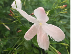 Жасмин крупноцветковый (Jasminum grandiflorum) абсолю (1 г)