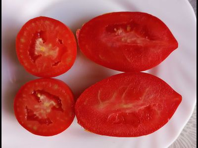 Томат Клавдия