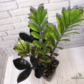 Замиокулькас Эмералд Блэк / Z. Emerald Black