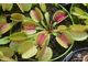 Dionaea muscipula Whale