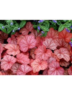 Гейхера гибридная "Джорджия Пич" Georgia Peach
