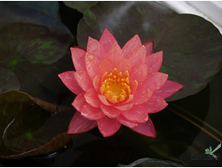 Нимфея Ванвиса