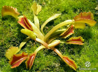 Dionaea muscipula Wacky trap