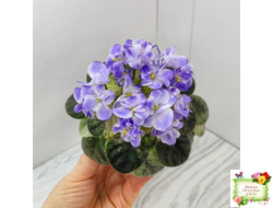 Rob's Wascally Wabbit (R. Robinson) (лист укоренённый)