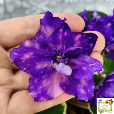 РС-Астролог (С. Репкина) 2020 г.