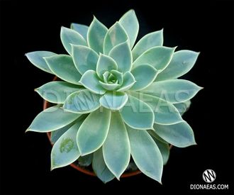 Echeveria Zonnestraal