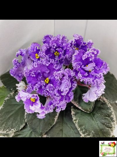 Н-Озёрный Край (Н. Бердникова) 2018