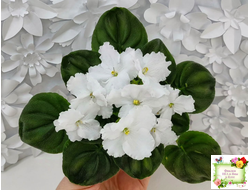 OS-Джунгарик (С.Осипова) (сортовой стартер)