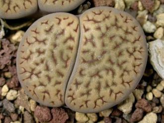 Lithops hookeri v.dabneri C013 (MG) - 10 семян