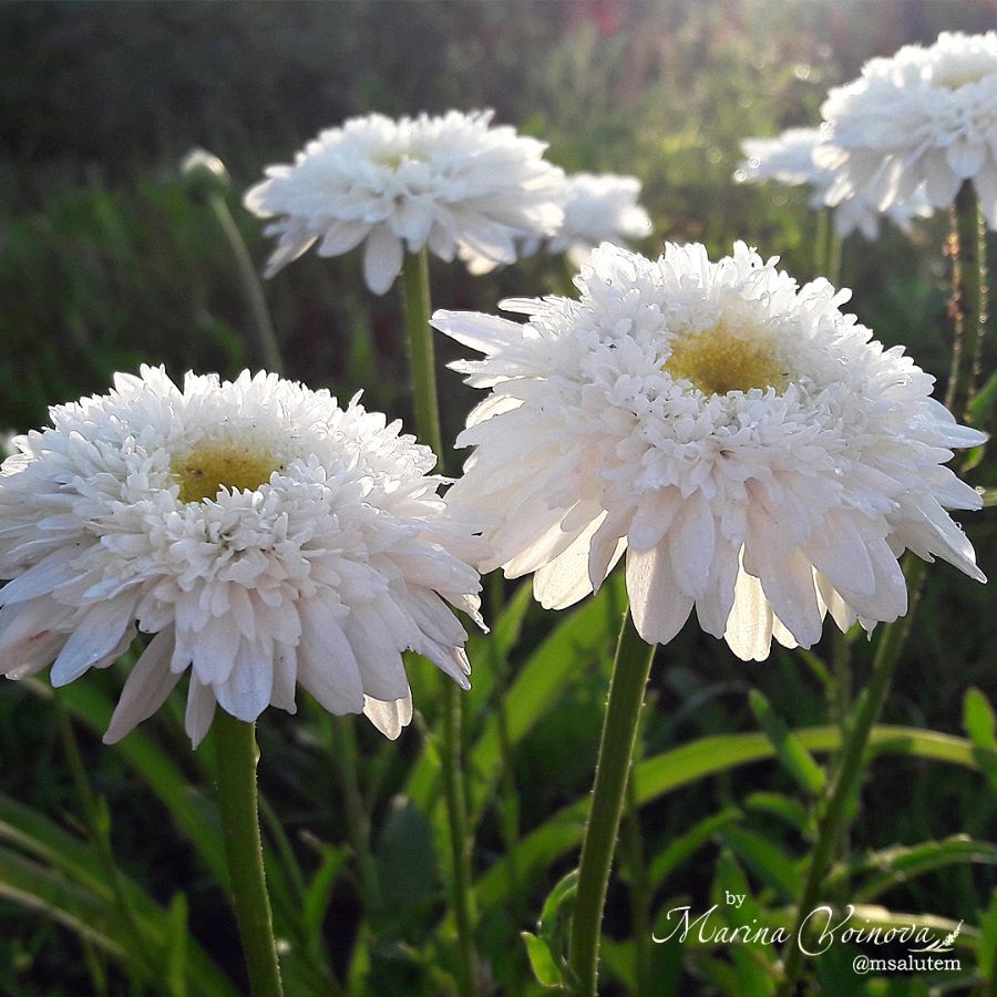 Французская ромашка Edelweiss