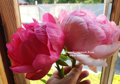 Пион Cytherea (Цитерия)