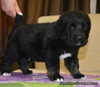 Кобель №5. БАРК КАРА-КАПЛАН. Продан