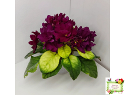 ЕК-Бой Быков Голд (Е. Коршунова) 2014 г.