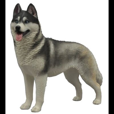 Сибирская хаски (серая) - Коллекционная ФИГУРКА 1/6 scale Husky (QYC003D) - QuanYingCun