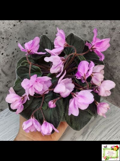 Pink Tulip Gold (японская селекция)