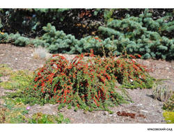 Кизильник Корал Бьюти - Coral Beauty