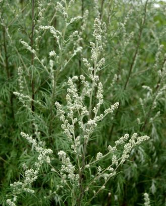 Полынь обыкновенная (Artemisia vulgaris) 5 мл - 100% натуральное эфирное масло