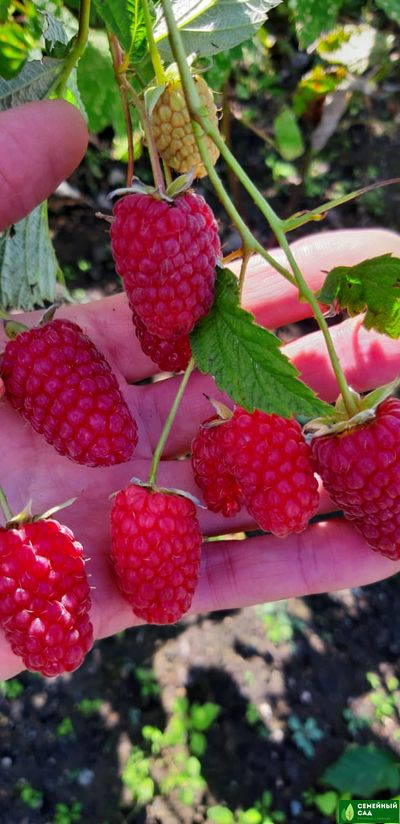 Малина  рем.* "Малиновая Гряда"