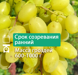 Милана