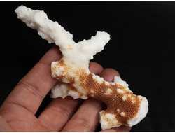 Коралл белый, коллекционный образец, Китай (120*60*40 мм, 55 г) №37701