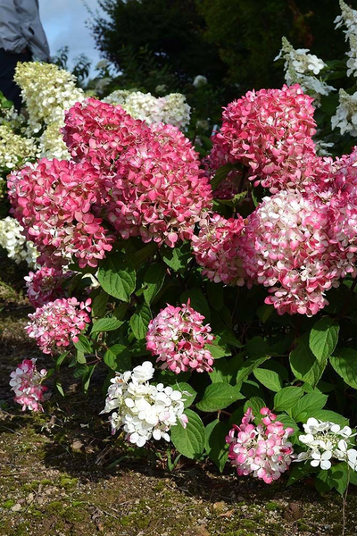 Гортензия метельчатая Pink Diamond