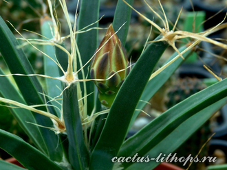 Leuchtenbergia principis (семена)