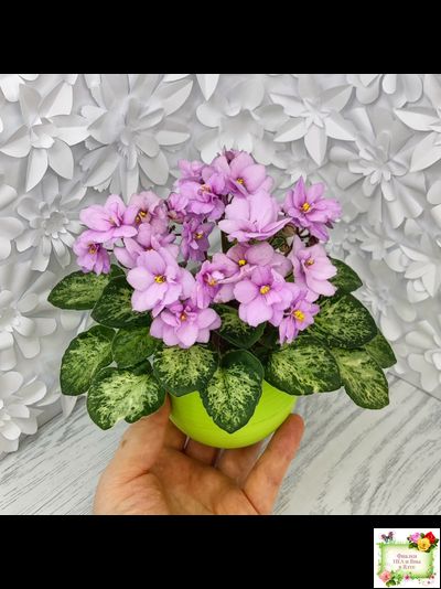 Trinket Terrific (E. Champion) (мозаичник)