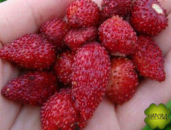 ЗЕМЛЯНИКА "АЛЕКСАНДРИЯ" (БЕЗУСАЯ, СЛАДКАЯ И КРУПНАЯ) (САЖЕНЕЦ В ГОРШКЕ)