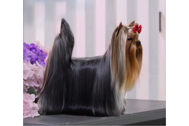 Нота Лайф Персей