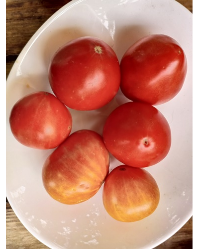 Томат Эм-чемпион