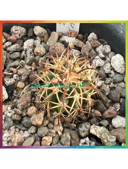 Melocactus peruvianus RH 5251