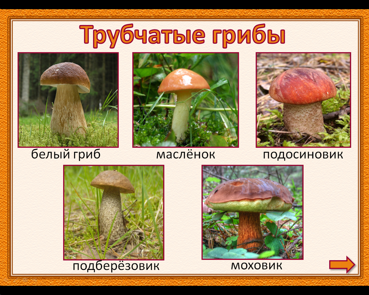 Трубчатые съедобные грибы названия