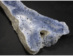 Коралл голубой Акори, Австралия (120*44*14 мм, 58 г) №37710