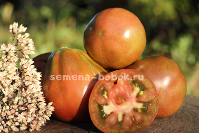 Томат Мармеладная лампочка (Marmeladnaia Lampochka), 10 шт.